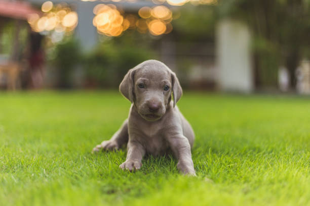 Playful and cute weimaraner puppy playing.