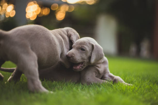 istock Playful weimaraner puppies 1181651068
