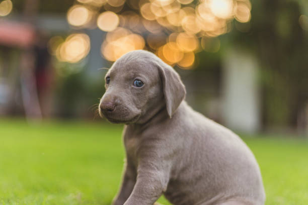 istock Playful weimaraner puppies 1181651075