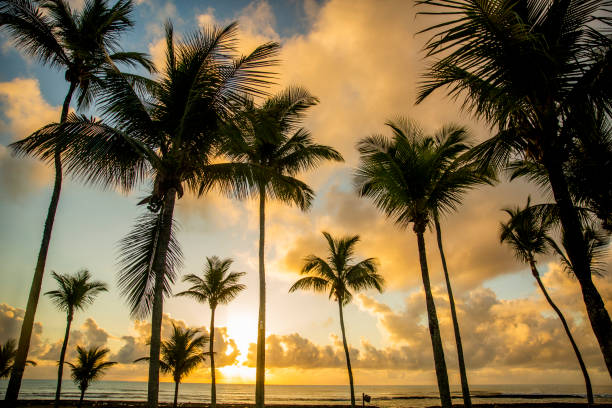 istock Coconut trees in the sky 1181651275