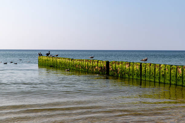 Groyne with seagulls on the beach near Kampen
