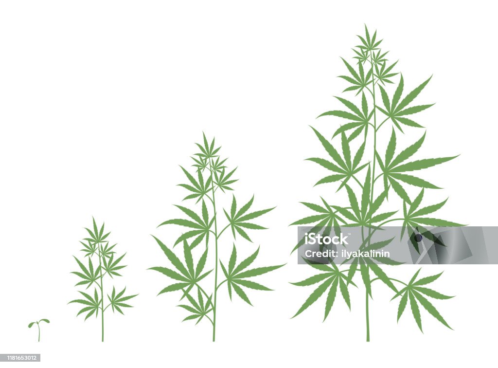 Этапы роста марихуаны сколько людей в сша марихуану