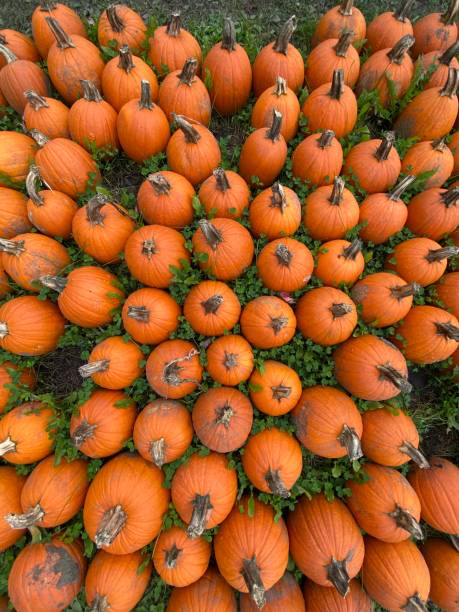 Pumpkins for Halloween