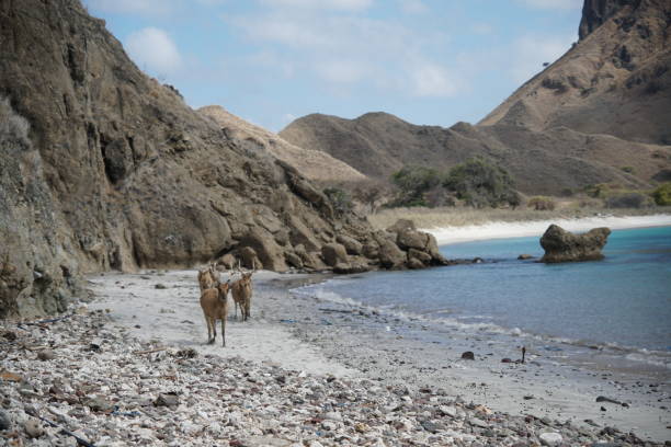 istock Deer near the beach 1181654841