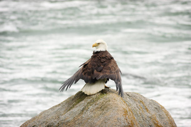 istock Bald Eagle Haliaeetus leucocephalus Majestic Bird Perched 1181657396