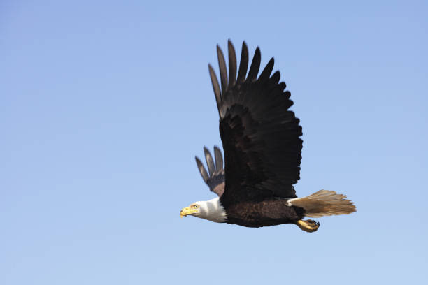 istock Bald Eagle Haliaeetus leucocephalus Predator Bird Flying 1181657400