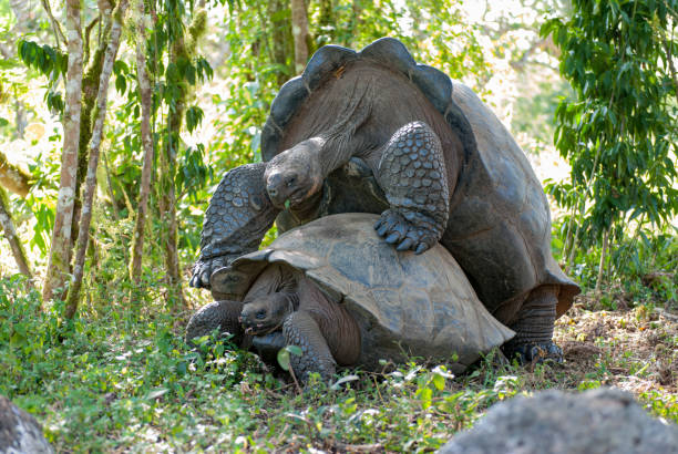 istock Giant tortoises mating 1181657433