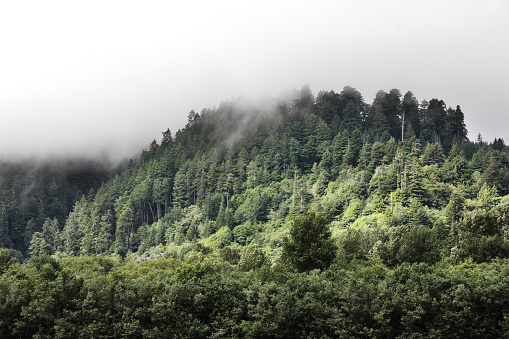 A lush forested mountain rises beneath a heavy fog-filled sky with an opening that allowed filtered sunlight to dapple the green foliage below.  The bottom two thirds of this horizontal frame are filled with forested mountain slope and the top third is filled with fog.  The dapples sunlight appears center-frame.  Copy space in the upper light gray fog area.  Oregon coast, USA.