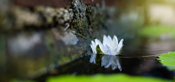 istock lotus lilly flower blossom on water 1181659258