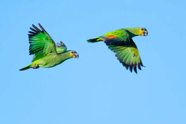 Photo of A Pair of Orange-winged Amazon Parrots.