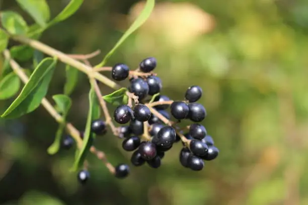 Close up of wild privet berries with selected focus and shallow depth of field