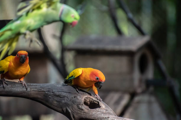 istock Beautiful parrot, Sun Conure on tree branch 1181661003