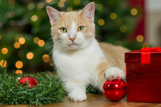 istock Pet Cat at Christmas 1181662563