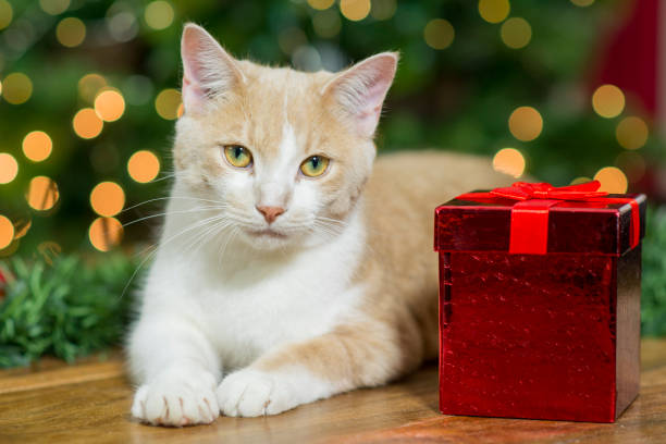 istock Perfect Christmas Cat 1181662564