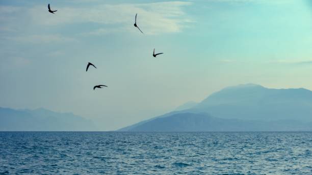 istock View over Lago di Garda on mountains with birds 1181663275