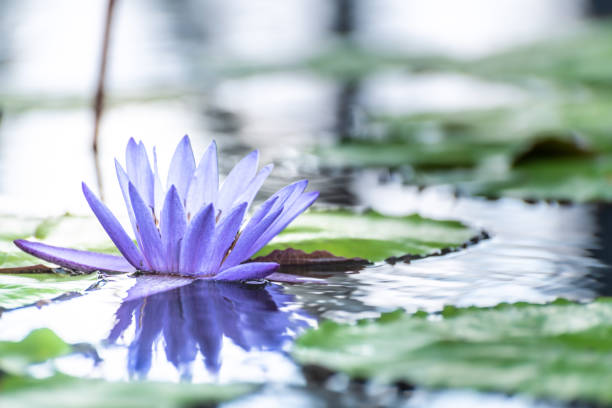 istock lotus lilly flower blossom on water 1181663343
