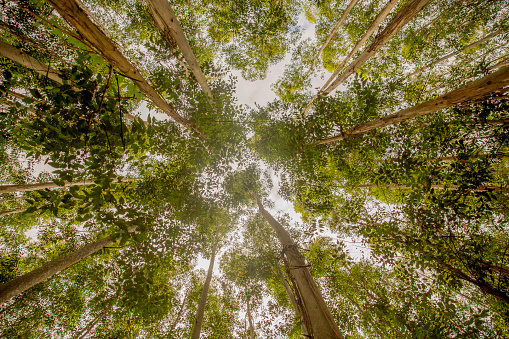 Canopy eucalipto-árbol photo