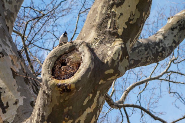 istock bird standing on leafless fall tree near an old cut limb 1181664887