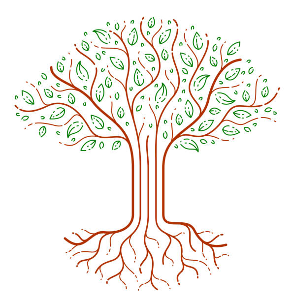 illustrazioni stock, clip art, cartoni animati e icone di tendenza di bella icona di disegno stile lineare vettore albero, disegno perfetto. - origins oak tree growth plant