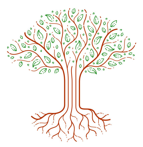 ilustrações de stock, clip art, desenhos animados e ícones de beautiful tree vector linear style drawing icon, perfect drawing. - origins oak tree growth plant
