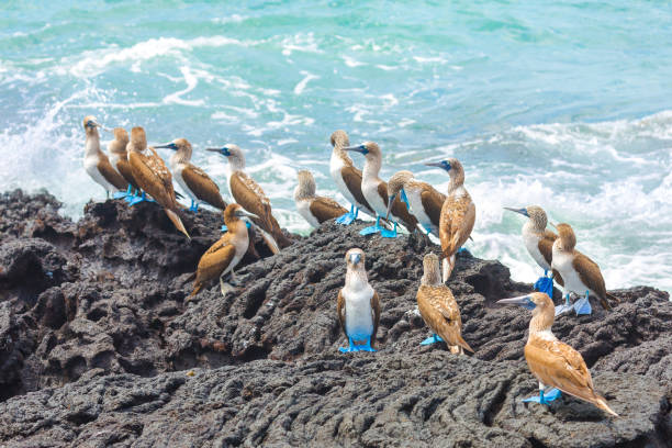 Galapagos Blue-footed Boobies Galapagos Blue-footed Boobies sula nebouxii stock pictures, royalty-free photos & images