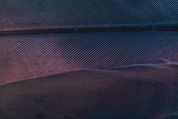 istock Close up Bird feather with blue red light. Beautiful background texture. Macro photography view. 1181666544
