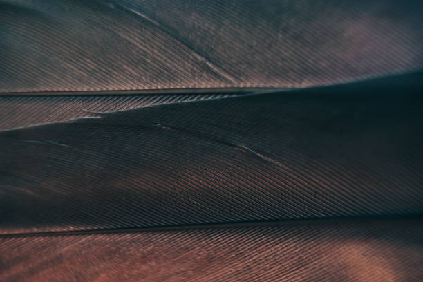 istock Close up Bird feather with gray light. Beautiful background texture. Macro photography view. 1181666669
