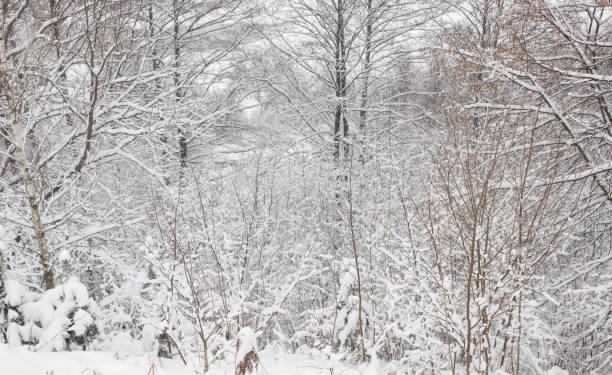 冬の木々の雪、背景、美しい - adhering ストックフォトと画像