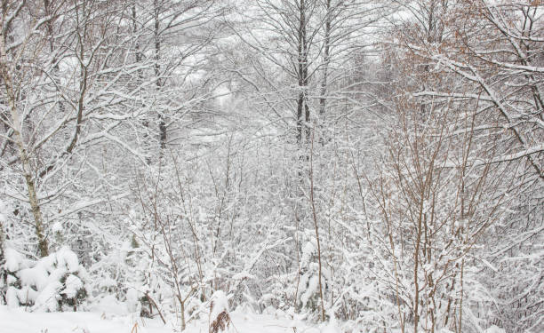 snow on trees in winter, background, beautiful - adhering imagens e fotografias de stock