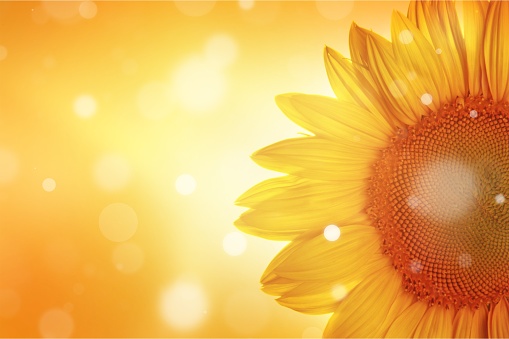 Beautiful Blooming Sunflower on orange background