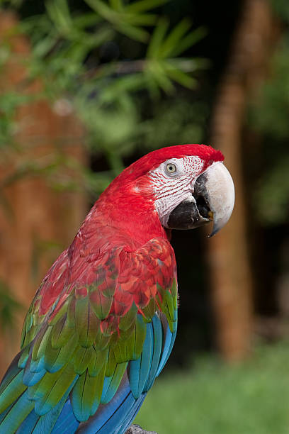 Parrot - Red Blue Macaw  richie mccaw stock pictures, royalty-free photos & images