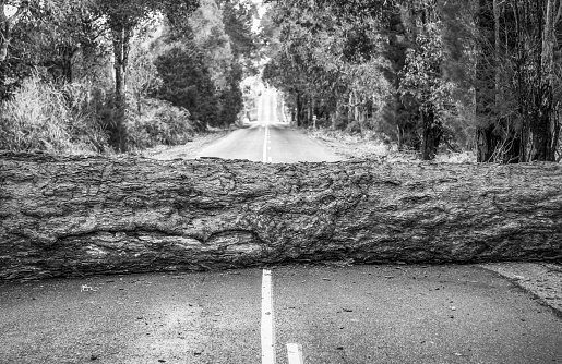 A large fallen tree trunk, blocking a country road.