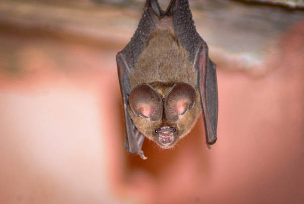 istock The image of a bat hanging down from the roof 1181670641