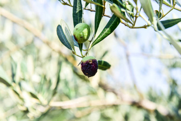 Infested mediterranean olive tree by olive fruit fly Bactrocera oleae stock photo
