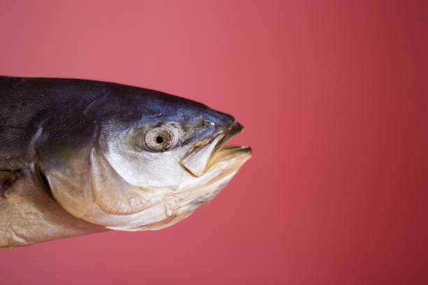 pescado de atún sobre un fondo rosado, seco salado - aislado - big eye tuna fotografías e imágenes de stock