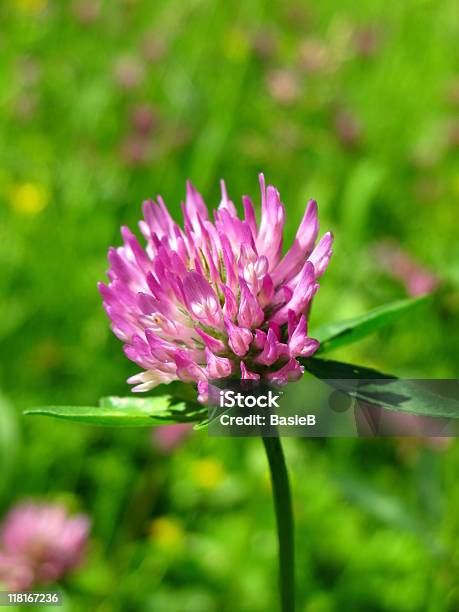 Trifolium Pratensered Clover Stockfoto und mehr Bilder von Alternative Medizin - Alternative Medizin, Alterungsprozess, Bestäubung