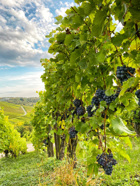 istock Vineyard autumn countryside landscape blue sky 1181673110