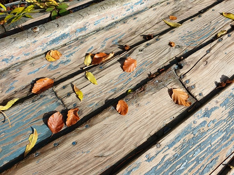 Old bench with autumn leaves