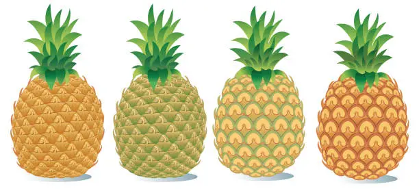 Vector illustration of Pineapple And Ananas