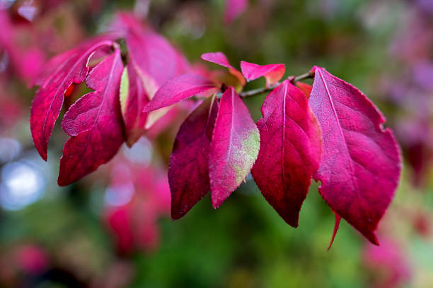Color explosion in the autumn forest Euonymus alatus red leaves in autumn winged spindletree stock pictures, royalty-free photos & images