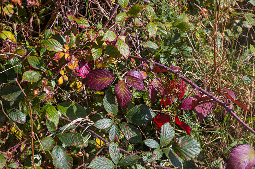Autumn coloured bramble leaves in Cornwall in October