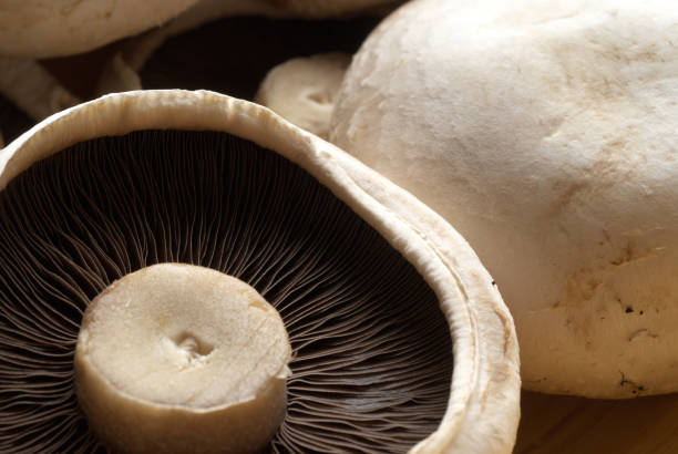 istock Close up of raw flat mushrooms 1181676550
