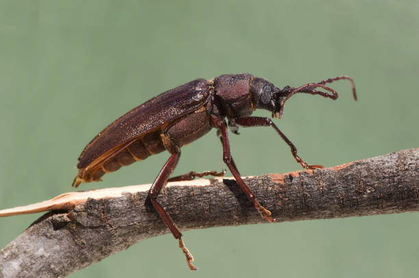 Prinobius myardi large beetle whose larva feeds on wood perched on a stick lit with natural light green artificial background