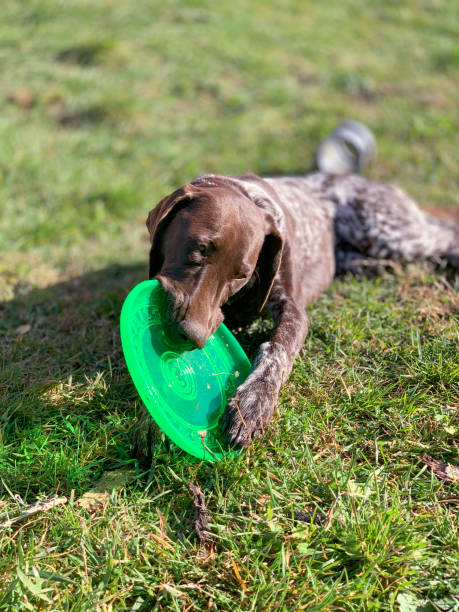 istock German Shorthaired Pointer with green toy 1181676701