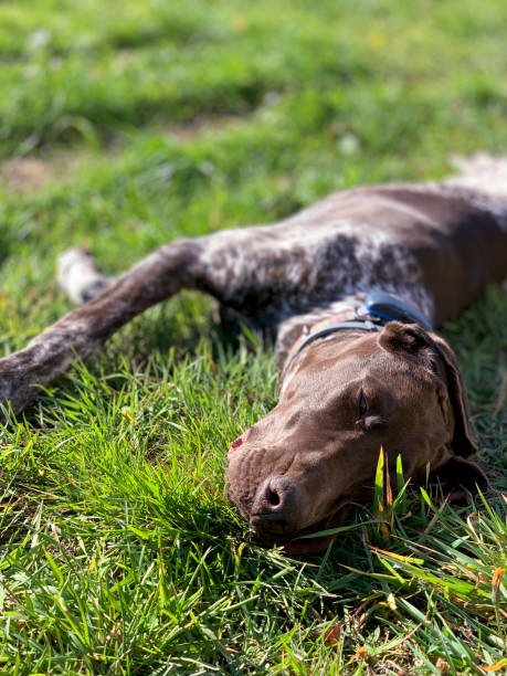 istock Puppy dog  breed German Shorthaired Pointer sleeping  on the grass. 1181676876