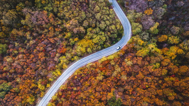 road through forest - vista aérea de carro isolado imagens e fotografias de stock