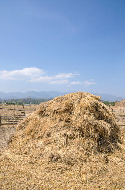 istock The straw haystack on the field after harvesting 1181678681