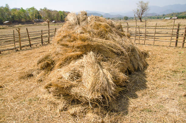istock The straw haystack on the field after harvesting. 1181678683