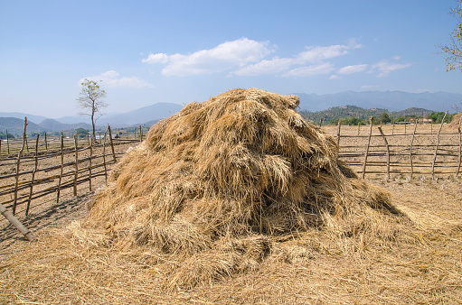 The straw haystack on the field after harvesting