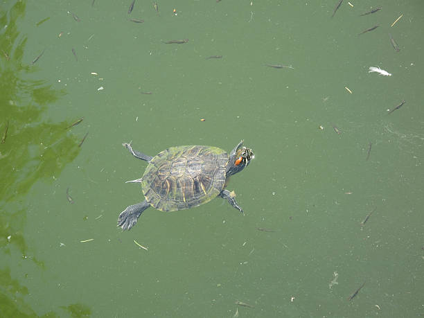 rivière turtle - turtle photos et images de collection